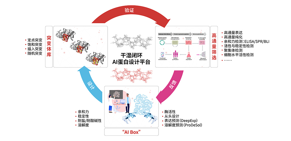 基于结构及应用的蛋白开发技术平台