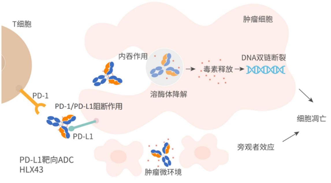 2025 ASCO ADC|中国药企技术突破，崛起为全球创新力量