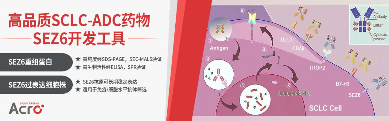 RWYD-MMAE：精准靶向整合素α6，抑制肺腺癌