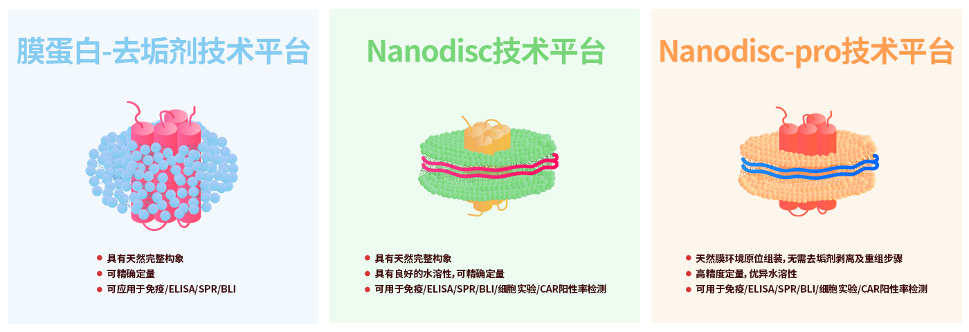 膜杰作 | 生物素标记全长多次跨膜蛋白（VLP技术平台）
