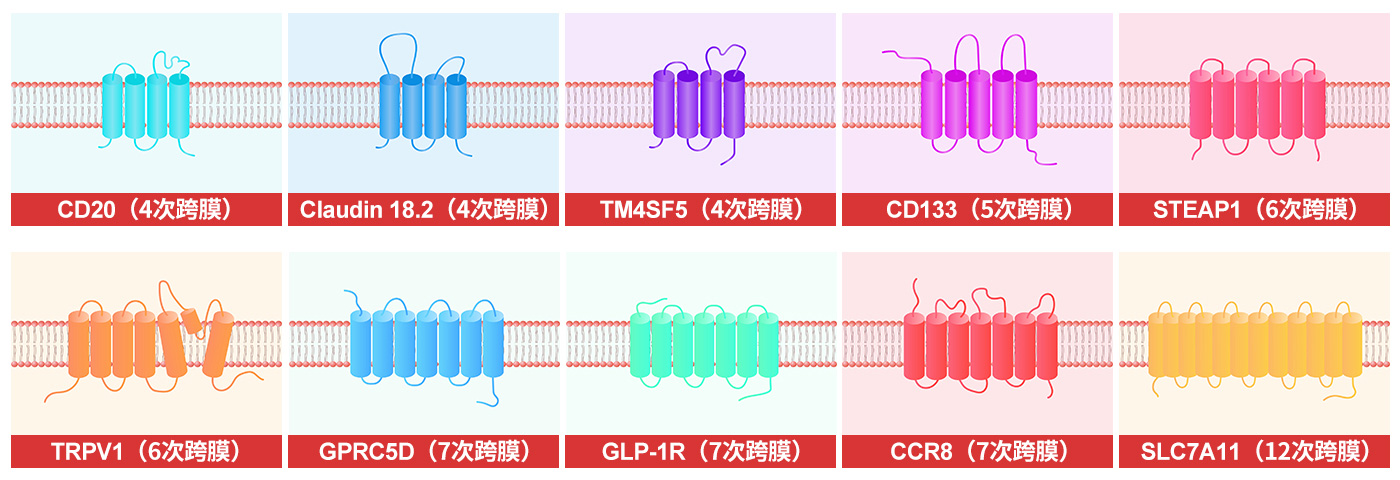 膜杰作 | 生物素标记全长多次跨膜蛋白（VLP技术平台）
